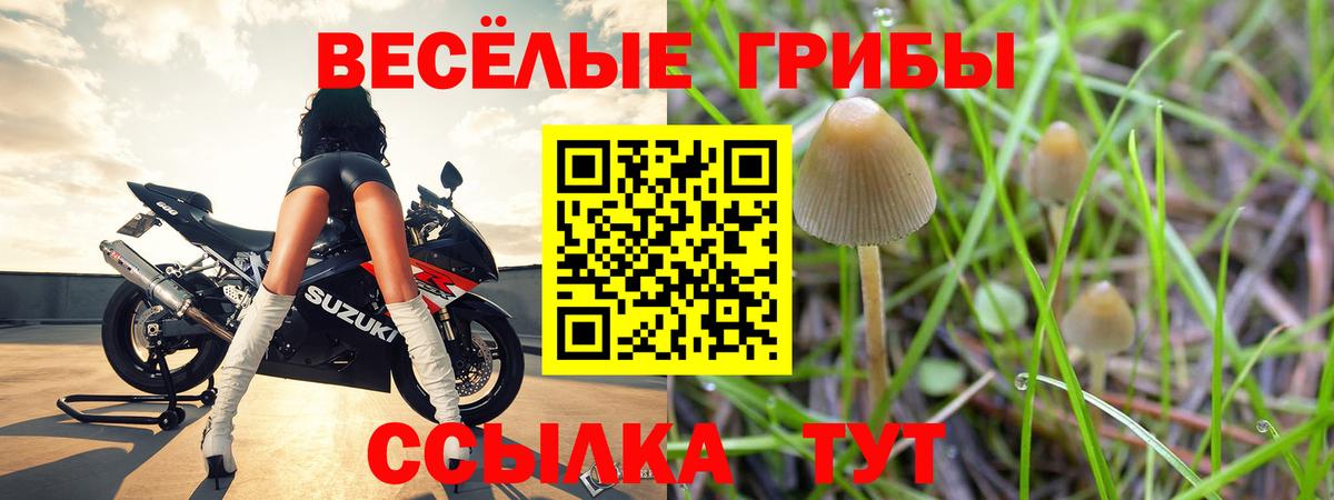 Галлюциногенные грибы прущие грибы  Вход с VPN  Сунжа 